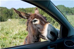 Severni Ciper I 2026