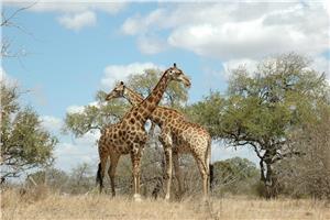  Južna Afrika I 2026