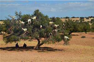 Maroko 10 dni I 2026 