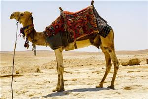 Egipt - Kairo, križarjenje po Nilu in Hurgada I 2026