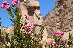 Egipt - Kairo, križarjenje po Nilu in Hurgada I 2026