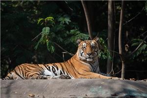 Indija in narodni park Ranthambore 2027
